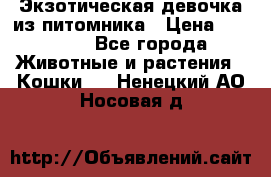 Экзотическая девочка из питомника › Цена ­ 25 000 - Все города Животные и растения » Кошки   . Ненецкий АО,Носовая д.
